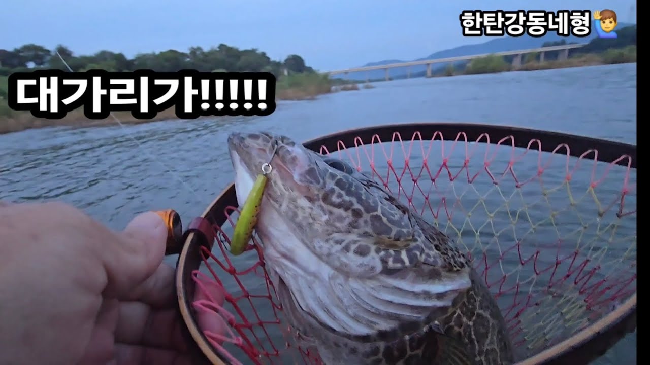 증수찬스 쏘가리낚시 트로이렉스로 만난 임진강 5짜쏘가리!!! #24년형_무무50hs #브라더피싱  #트로이렉스_c602l_rf #no7_52s