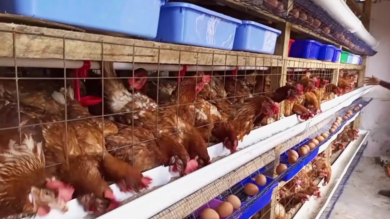 USIFUGE KUKU KIMAZOEA, FUGA KWA TIJA