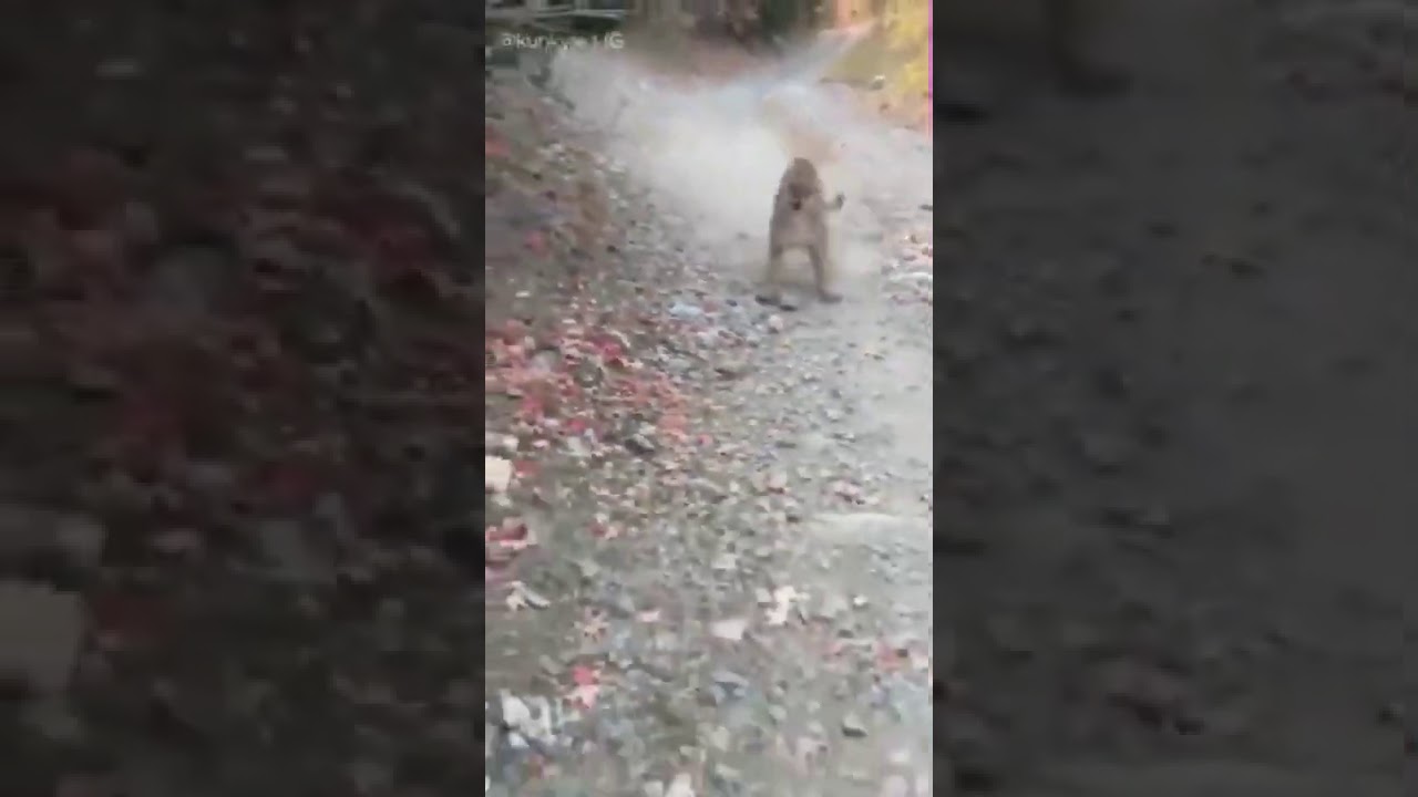 Homem é perseguido por um puma no Parque Slate Canyon, no estado de Utah, nos Estados Unidos.