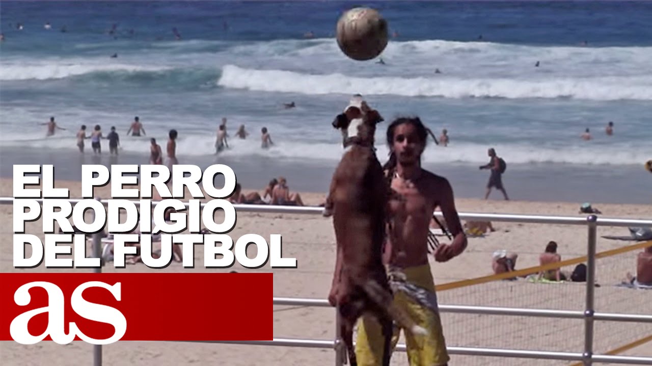 El show de toques del perro más futbolero de Bondi Beach