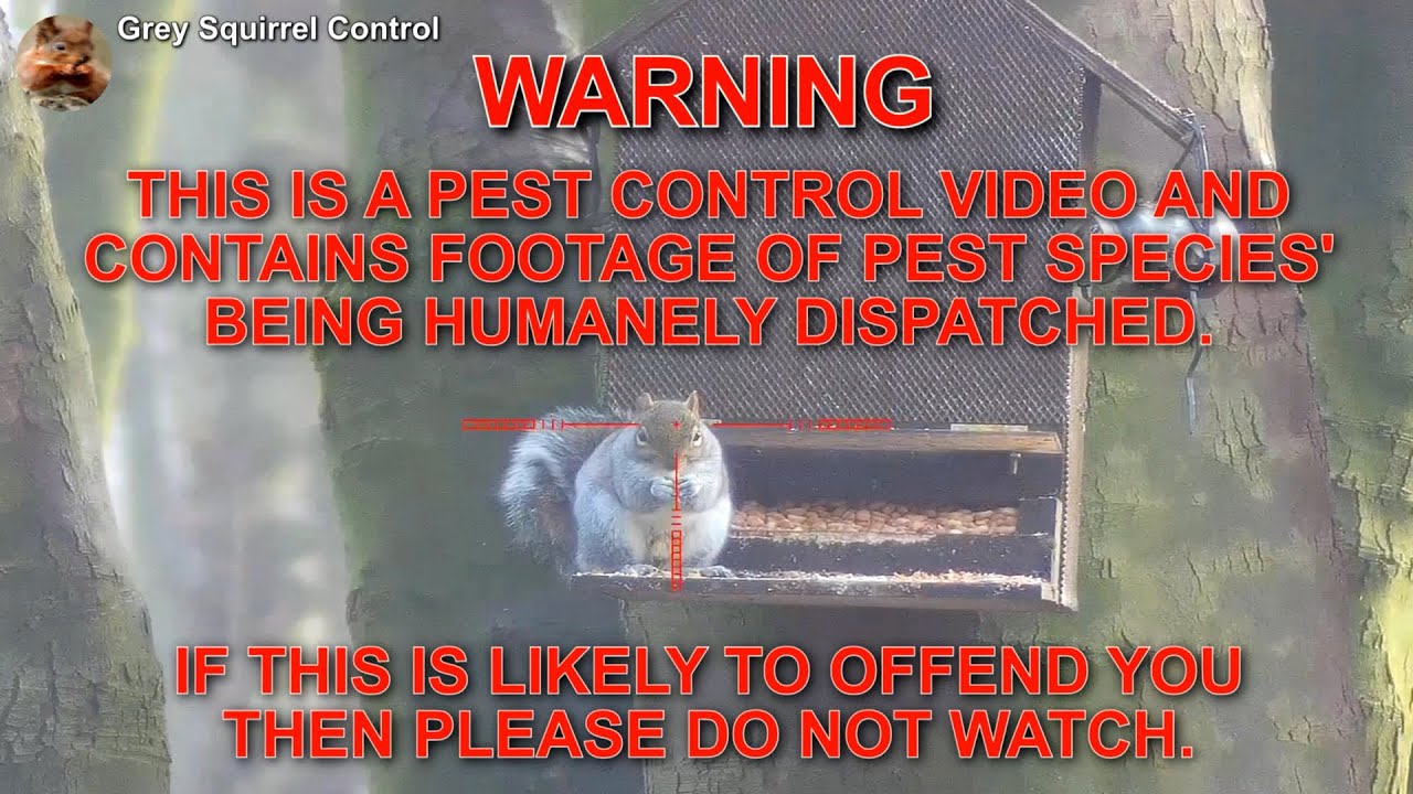 Grey squirrel shooting with an air rifle in the uk.