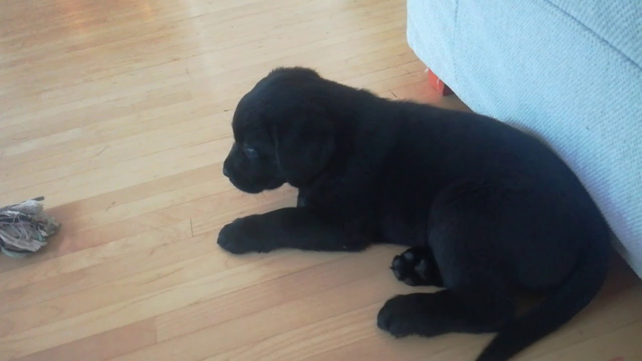 Labradorinnoutajan pentu Luna - Toinen viikko uudessa kodissa.