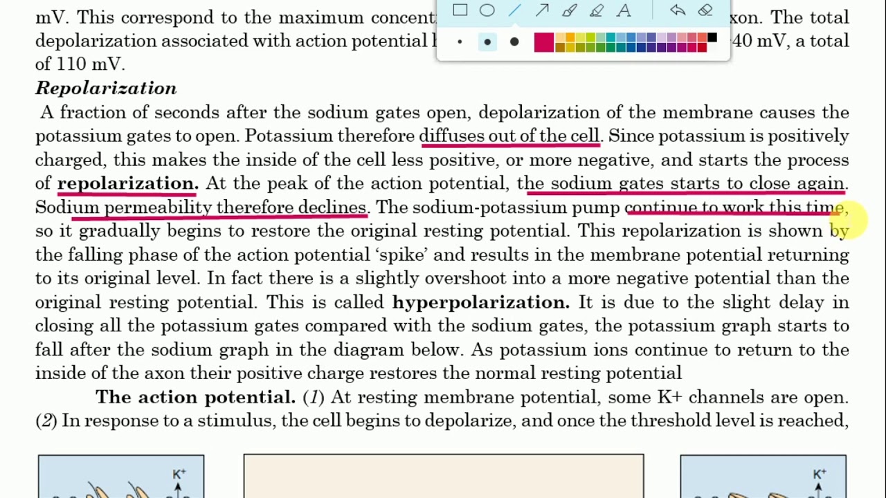 Form five biology, Coordination session 14, Mechanism of formation of action potential