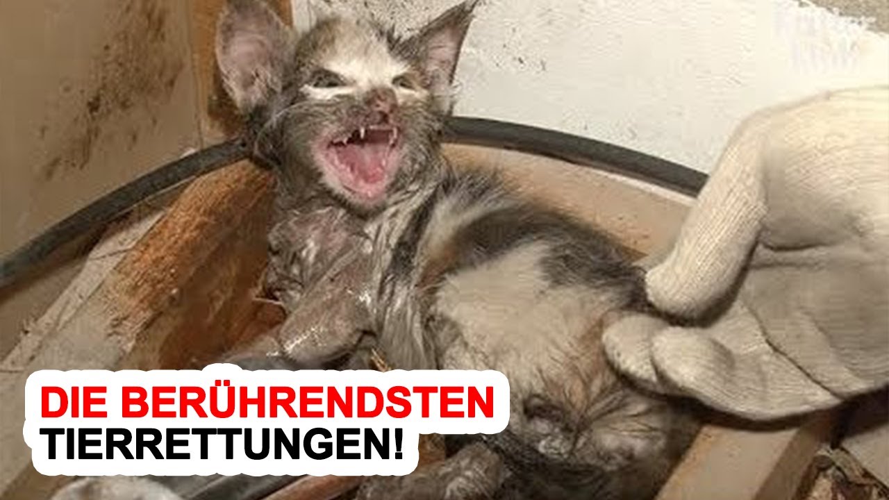 Die Ber&uuml;hrendsten Tierrettungen!