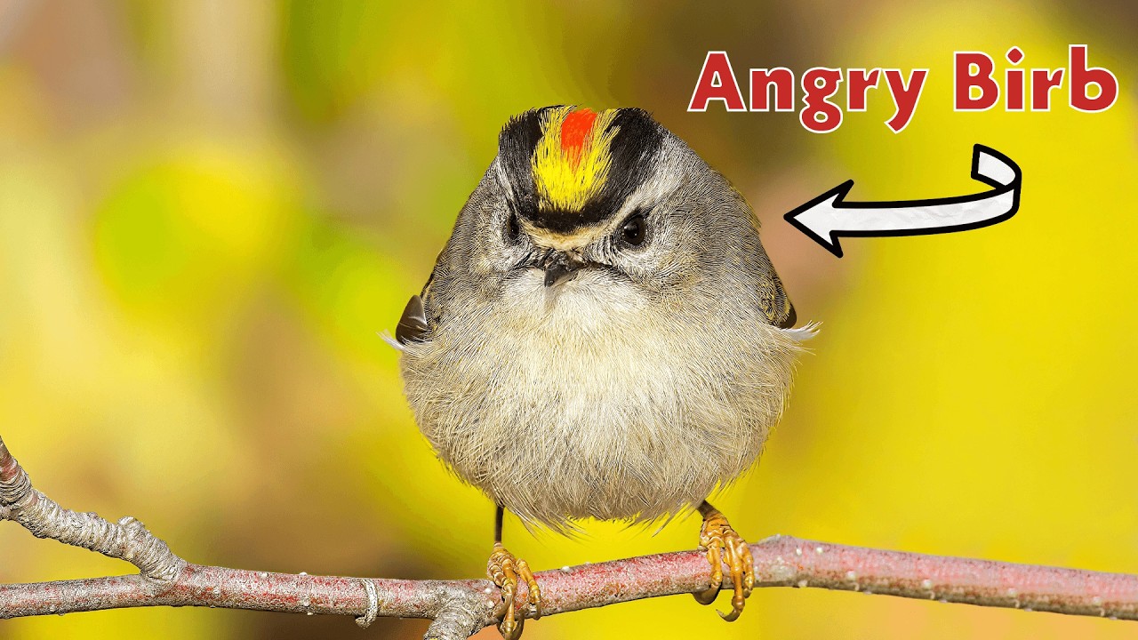 Are NY's Birds in Danger with Climate Change?