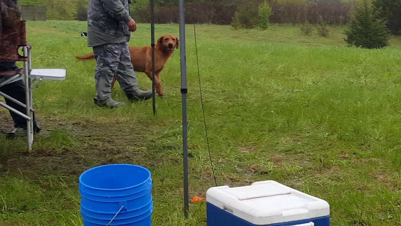 AKC Senior Hunt Test (Leo & Ryder)