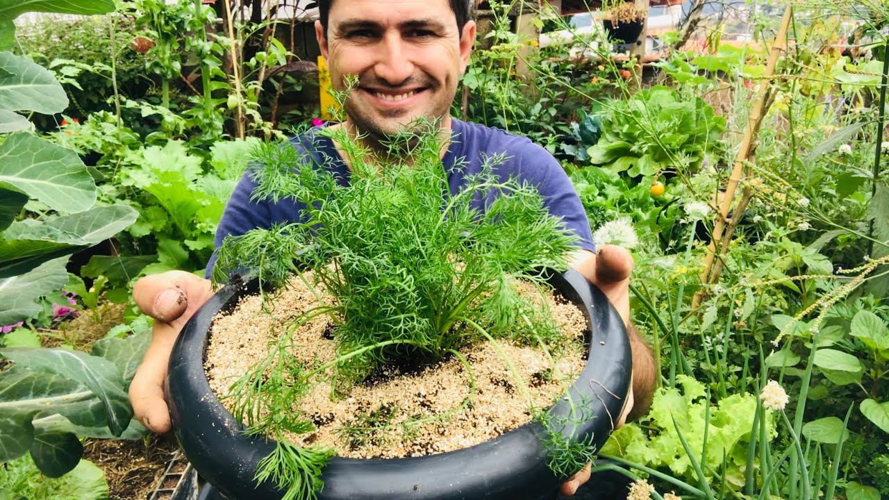 COMO PLANTAR CAMOMILA EM VASO
