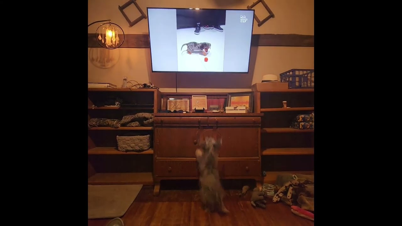 Puppy watching animal shows! #BarkleySue
