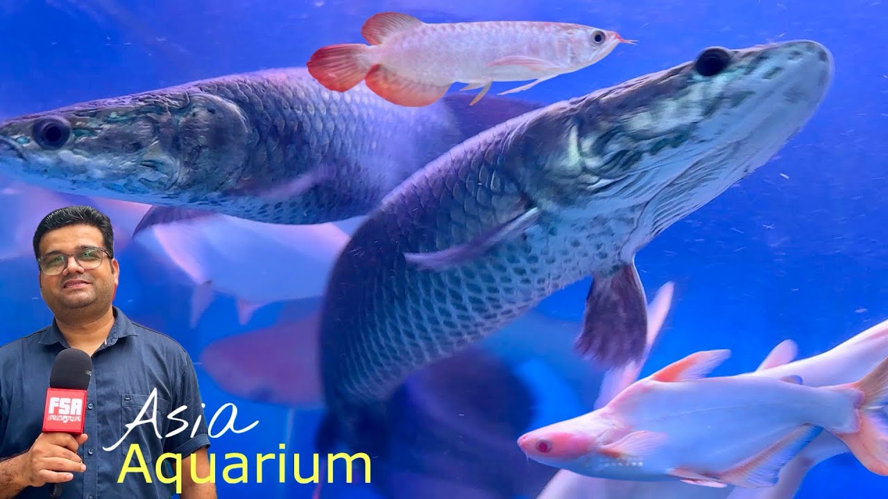 Asia Fish Aquarium, Kalyan, Mumbai | Monster Fishes
