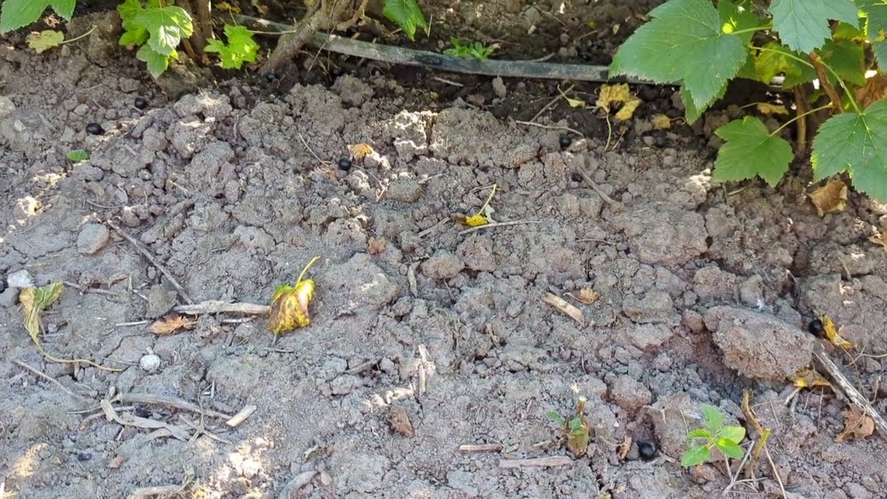 результат застосування гербіциду Бекано на різних  культурах в саду