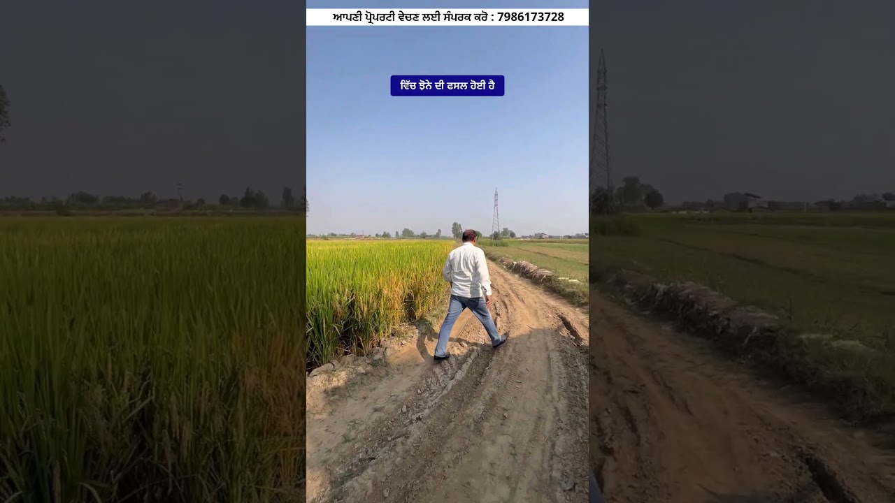 15 ਕਿੱਲੇ ਪਿੰਡ ਦੇ ਨੇੜੇ ਲਿੰਕ ਰੋੜ ਤੇ ਵਿਕਾਉ 🤩 land for sale in Punjabvideo: 241