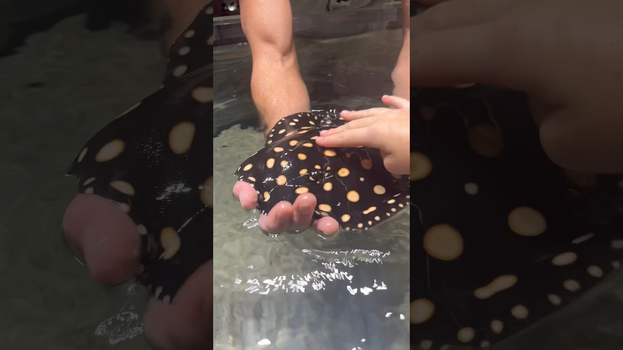 Holding a MASSIVE Black Diamond Stingray&hellip;.