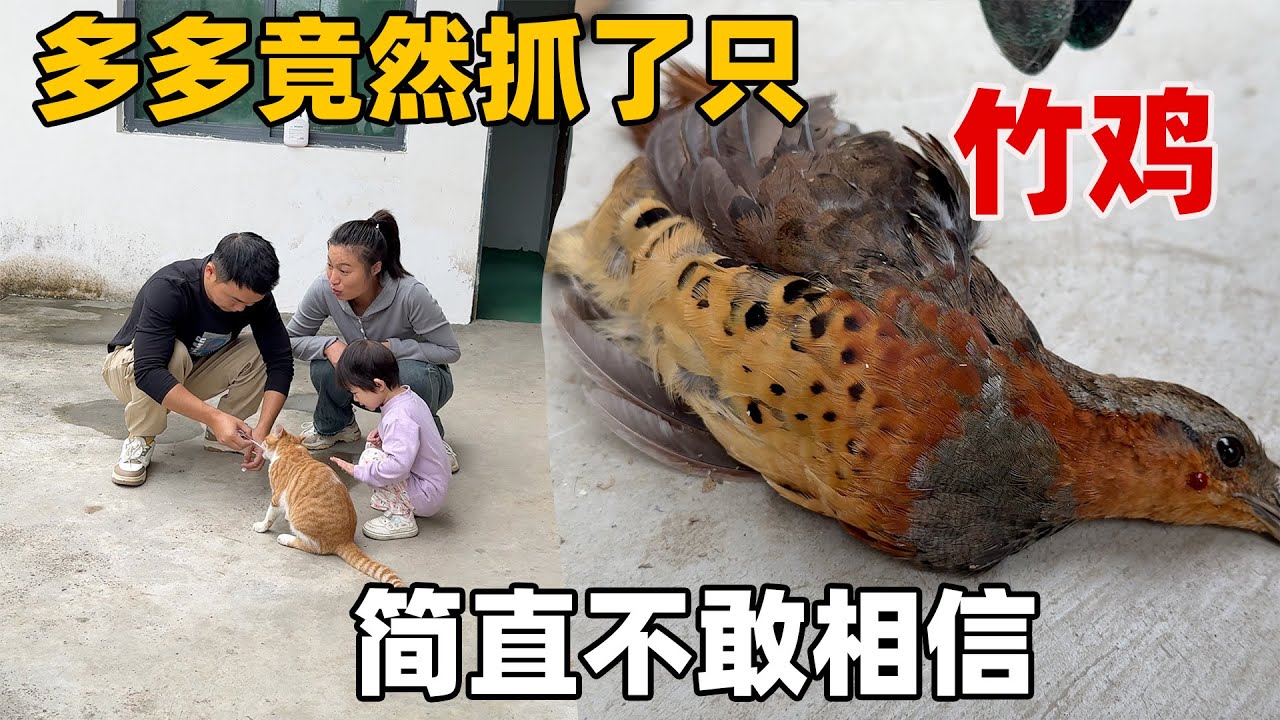 家里的动物们实在太调皮了，别人家办酒席狗去捣乱被全村人投诉，猫也不省心，抓了野生动物，根本管不过来