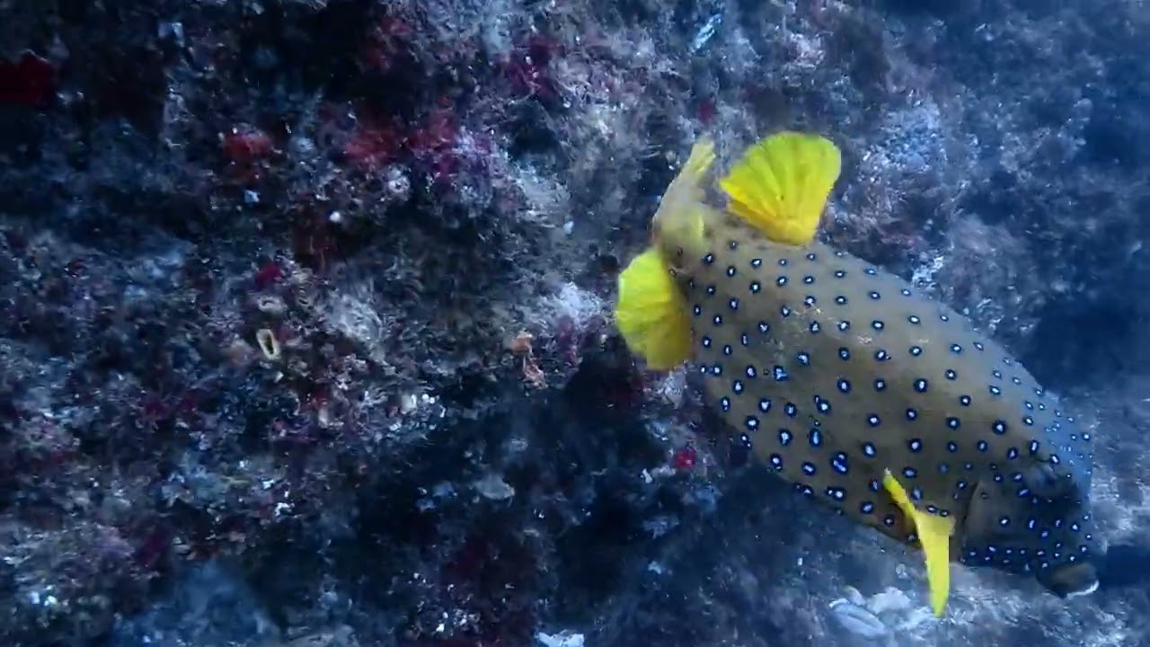 Aliwal Shoal - inside edge - 02-01-2026