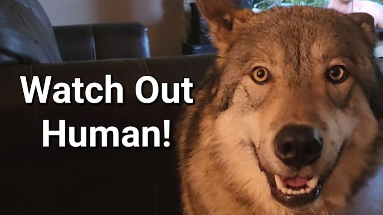 Wolf Reacts to Stranger! #petwolf #wolfpup #wolfdog