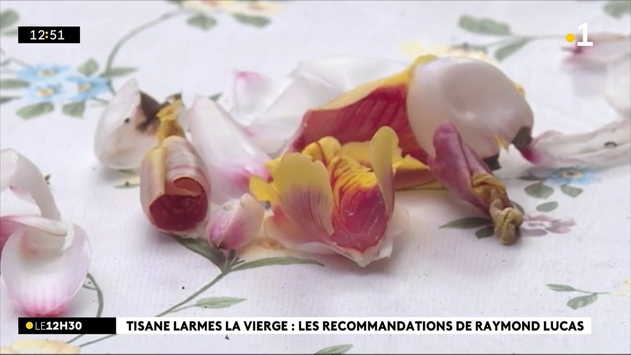 Kosalafé : Raymond Lucas Tisane Larmes la vierge