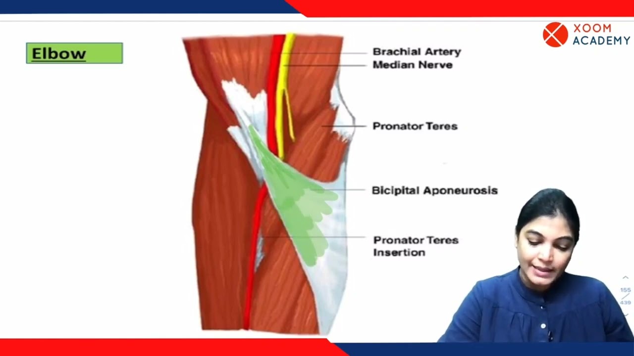 Median Nerve - Human Anatomy Lecture - Xoom Academy