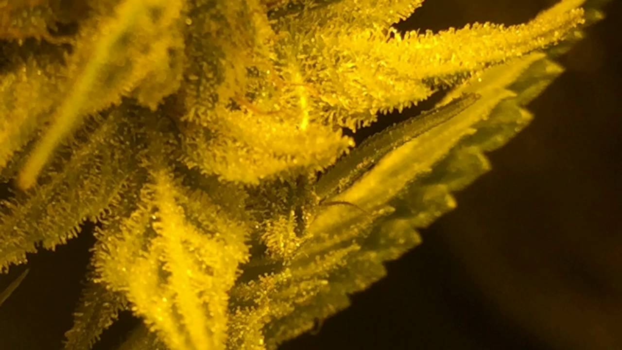 Frosty buds