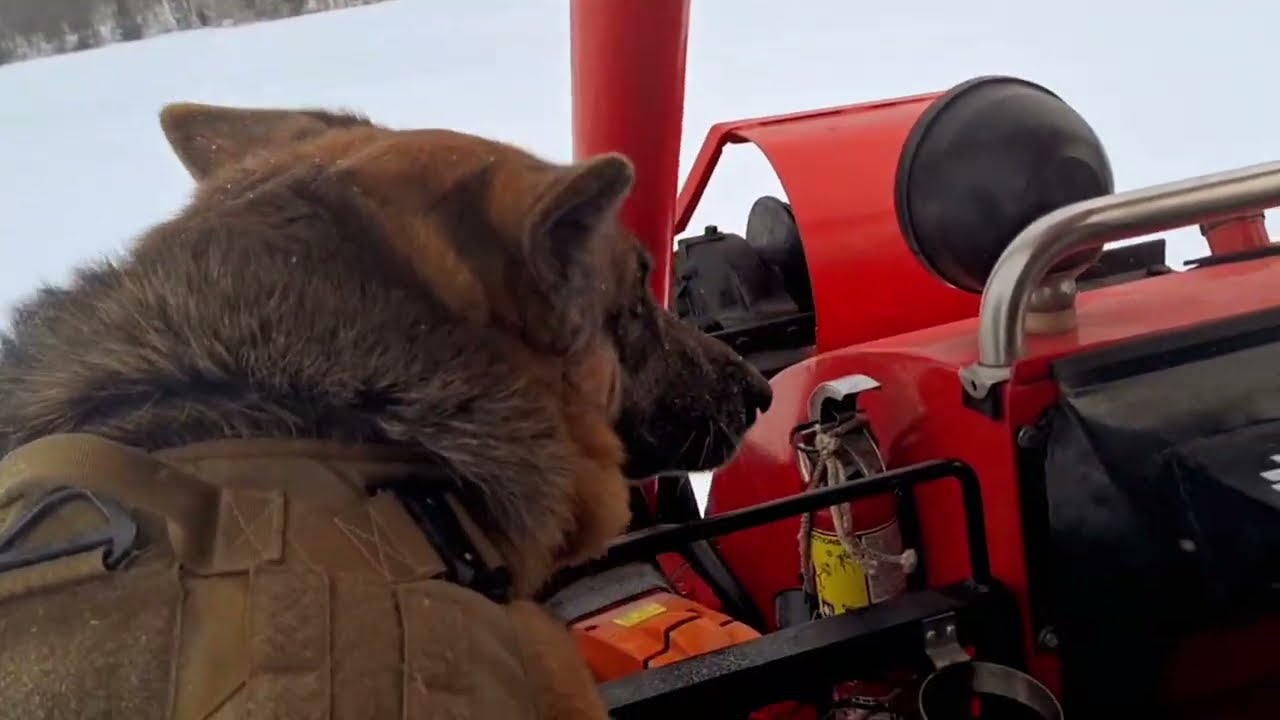Hold on tight, we're going up the mountain@Roxy Queen of German Sheppards 