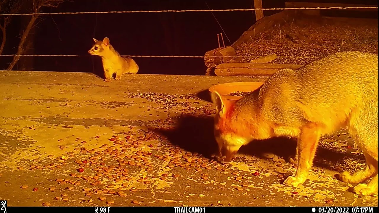 Ringtail & Grey Fox Interaction - Interesting to Watch