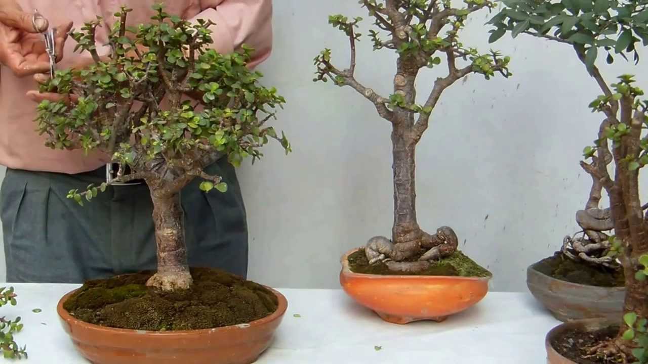Poda de Portulacarias o monedas