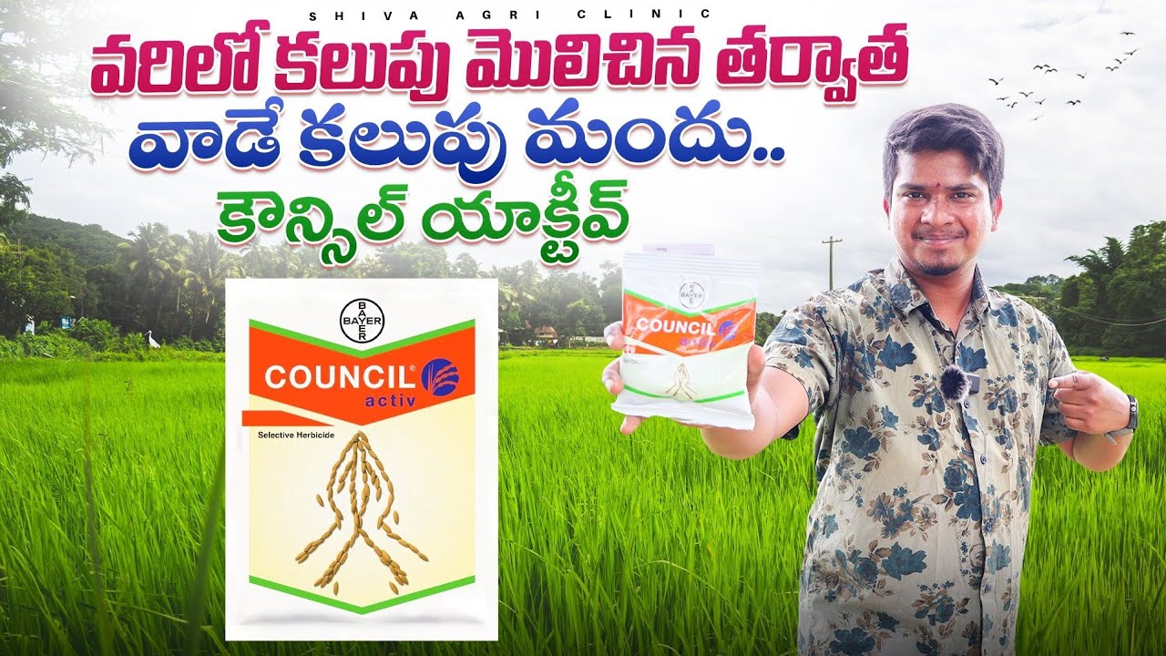 వరిలో కలుపు నివారణకు కౌన్సిల్ ఆక్టివ్ | Bayer Council Activ | Paddy Weed Control | Shiva Agri Clinic