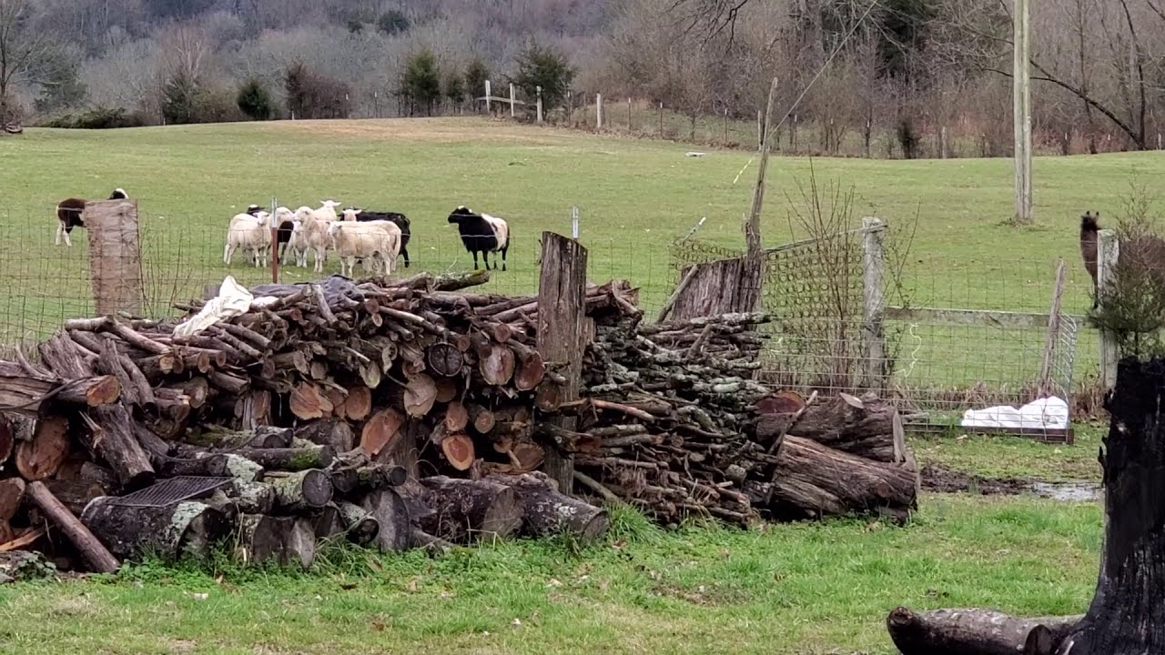 Donkey protecting sheep from dog