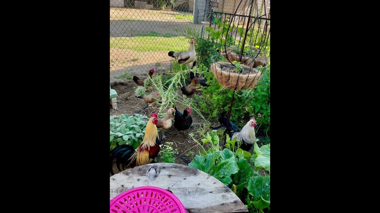Tour Our Chicken Coop & Run