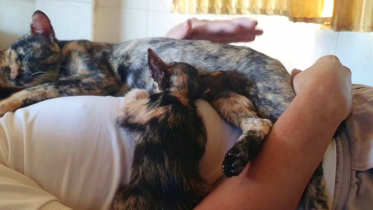 The kittens and their mother cat love to sleep on me | LuLu Kittens