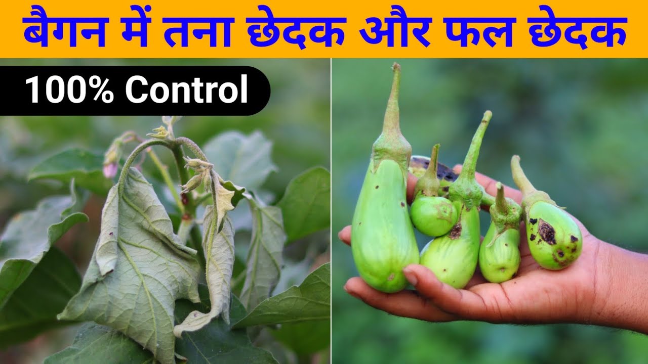 Brinjal Shoot and Fruit Borer 100% Control || बैगन में तना छेदक और फल छेदक कीट 100% कंट्रोल 😱