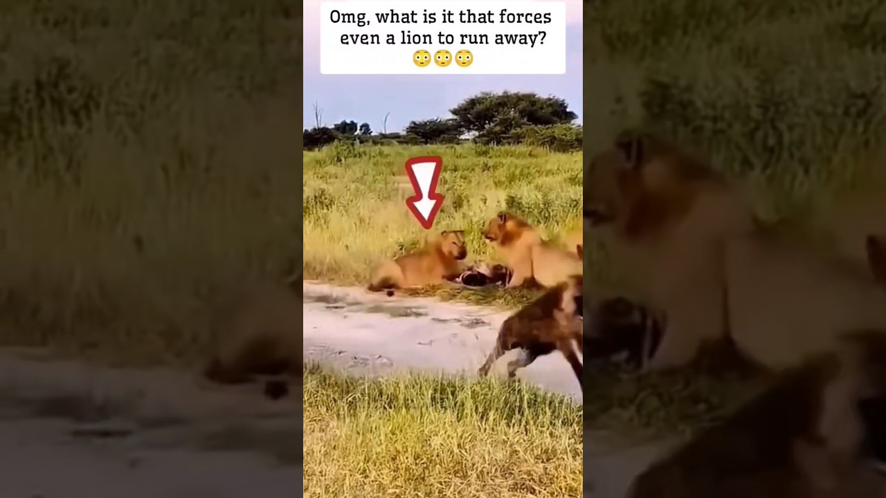 wait for Bubu 😂🐼☘️ #bubuanddudu #bubududu #shorts #shortsfeed #funnyvideo #bubu #viral