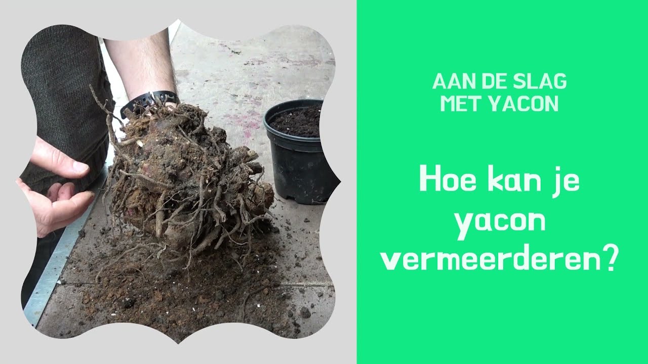 Yacon vermeerderen