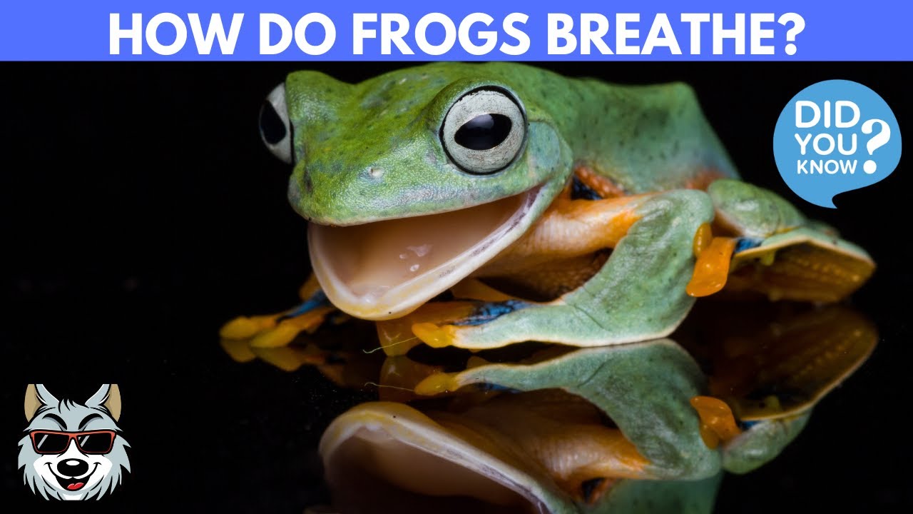 Frogs and Lungs: How Do They Survive Underwater?