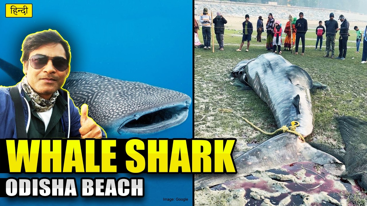Whale Shark Spotted in Odisha 😱 | Rare Sight at Talasari Beach + Red Crab Beach | Net Fishing