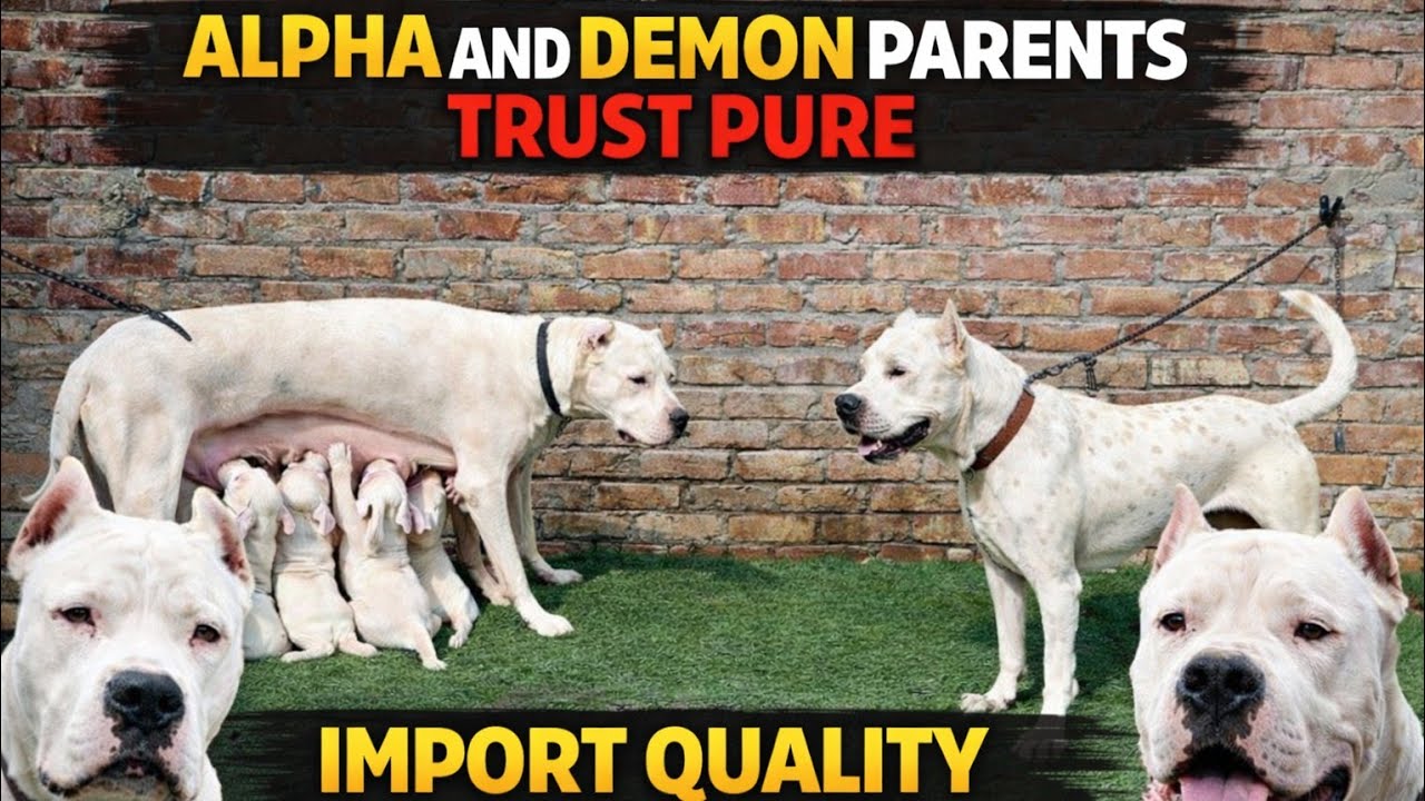 Don’t Miss This! Alpha & Demon Pure Dogo Puppies Available Now😱🧿 |ALPHA THE DOGO| #alphathedogo #dog