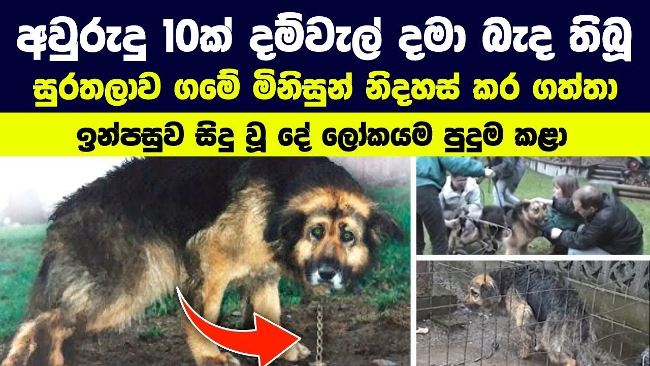 අවුරුදු 10ක් දම්වැල් දමා තිබූ සුරතලා නිදහස් උනා | ඉන්පසු සිදු වූ දේ ලෝකයම පුදුම කළා