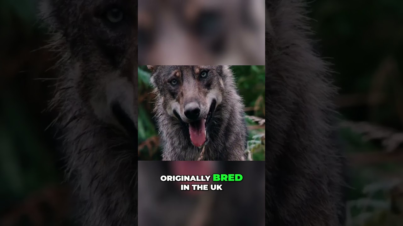 Meet the Tamaskan & Utanagan  Wolf Like Family Dogs