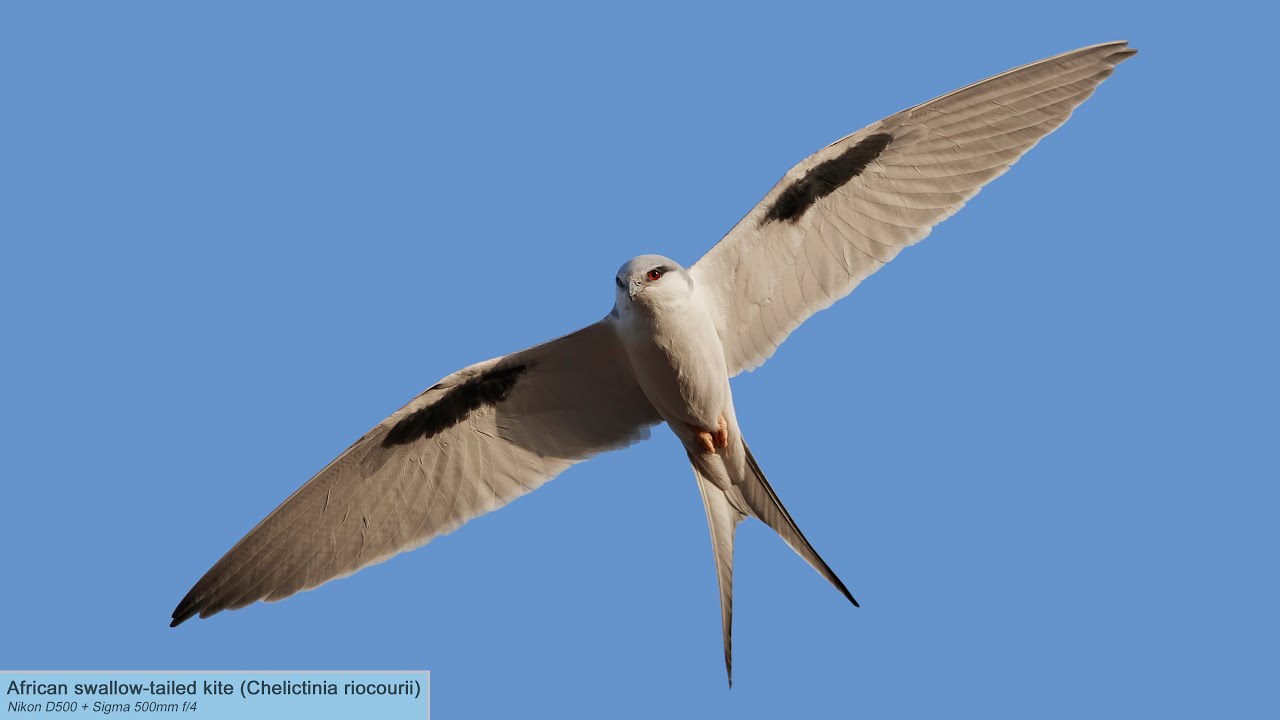 Photographing birds in The Gambia and Senegal with Nikon D500, Sigma 500mm f/4 and DJI Mavic Air