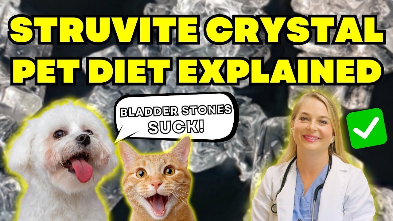 Treats for Dogs & Cats with STRUVITE Crystals? | Vet Easily Explains