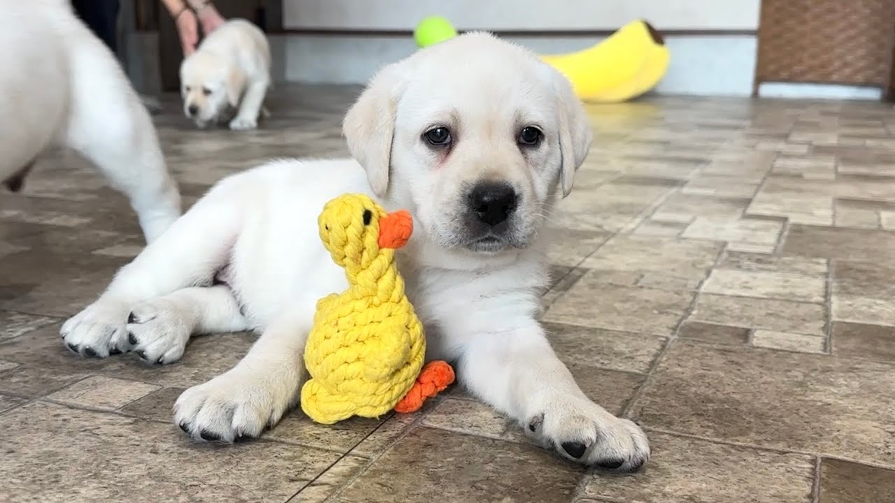ラブラドール　子犬　イエローカラー