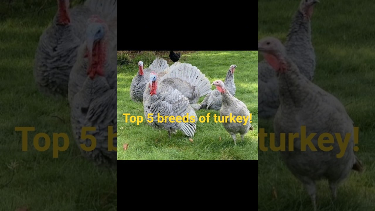Top 5 Breeds of Turkey, and their characteristics🦃😱‼️#TurkeyFacts #TurkeyRaising#TurkeyBreeds