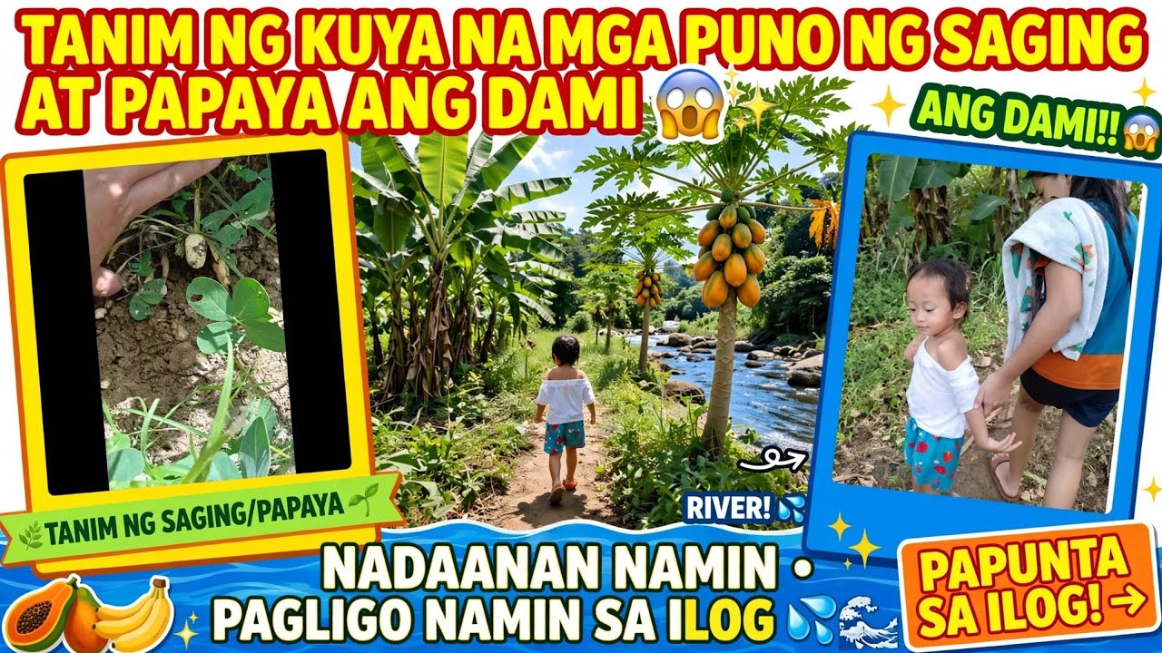 TANIM NG KUYA NA MGA PUNO NG SAGING AT PAPAYA ANG DAMI😱 NADAANAN NAMIN PAGLIGO NAMIN SA ILOG #fyp 