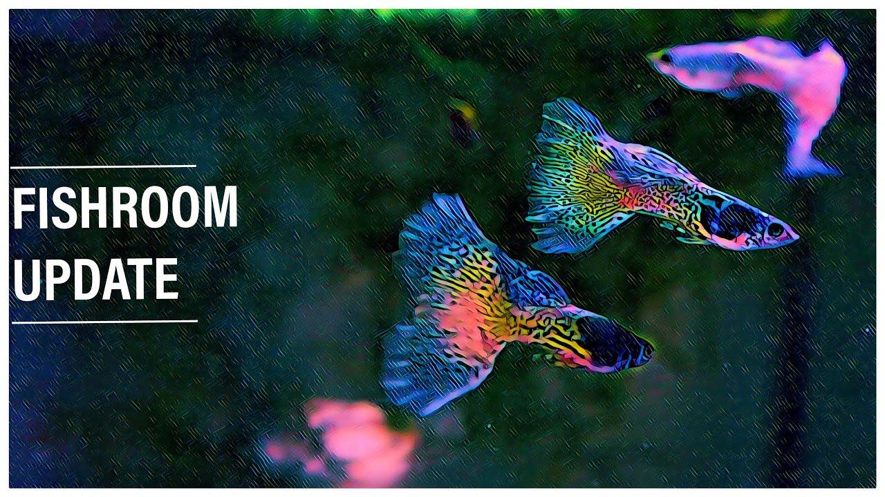 Twin Cities Guppies Fish Room Update