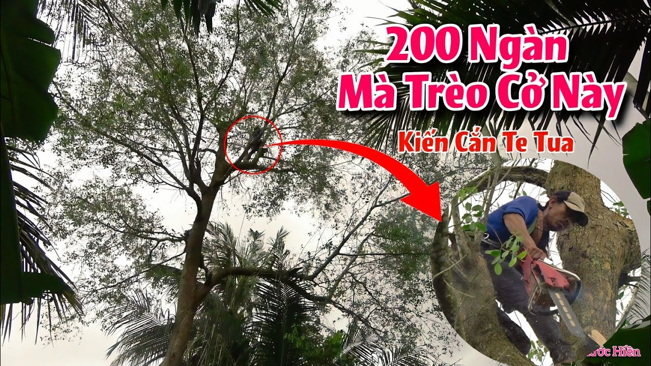Cưa Hạ Cây Bần Đầy Kiến Vàng,Có Nguy Cơ Gẩy Vào Dây Điện Mùa Mưa Bão,Quá Hồi Hợp