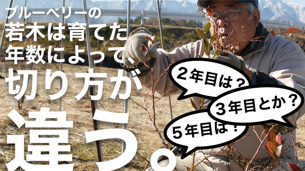 【上達します。】ブルーベリーの若木の剪定の方法 -初心者向け-