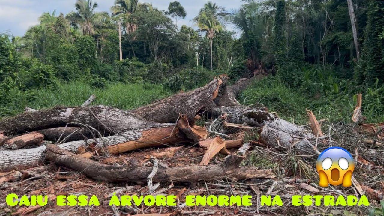 Caiu uma árvore enorme na estrada só passar moto