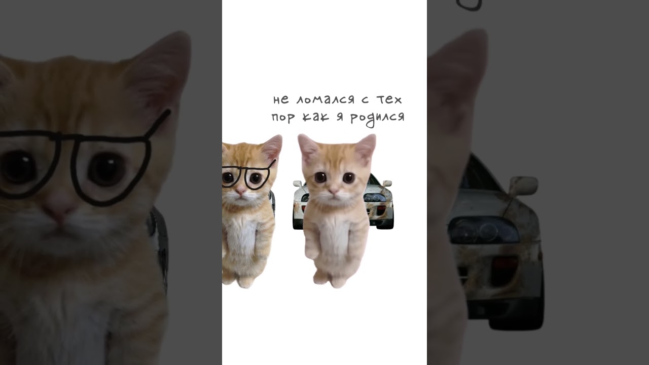 Кто такой владелец Supra? Кисы объясняют 😻