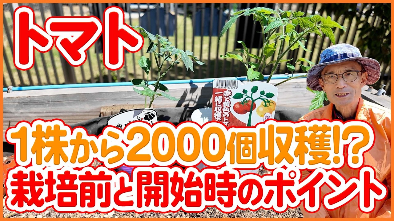 【トマト栽培】1株で2000個も！？収穫量が変わる栽培前と植え付けのコツ【シェア畑】【農園ライフ】