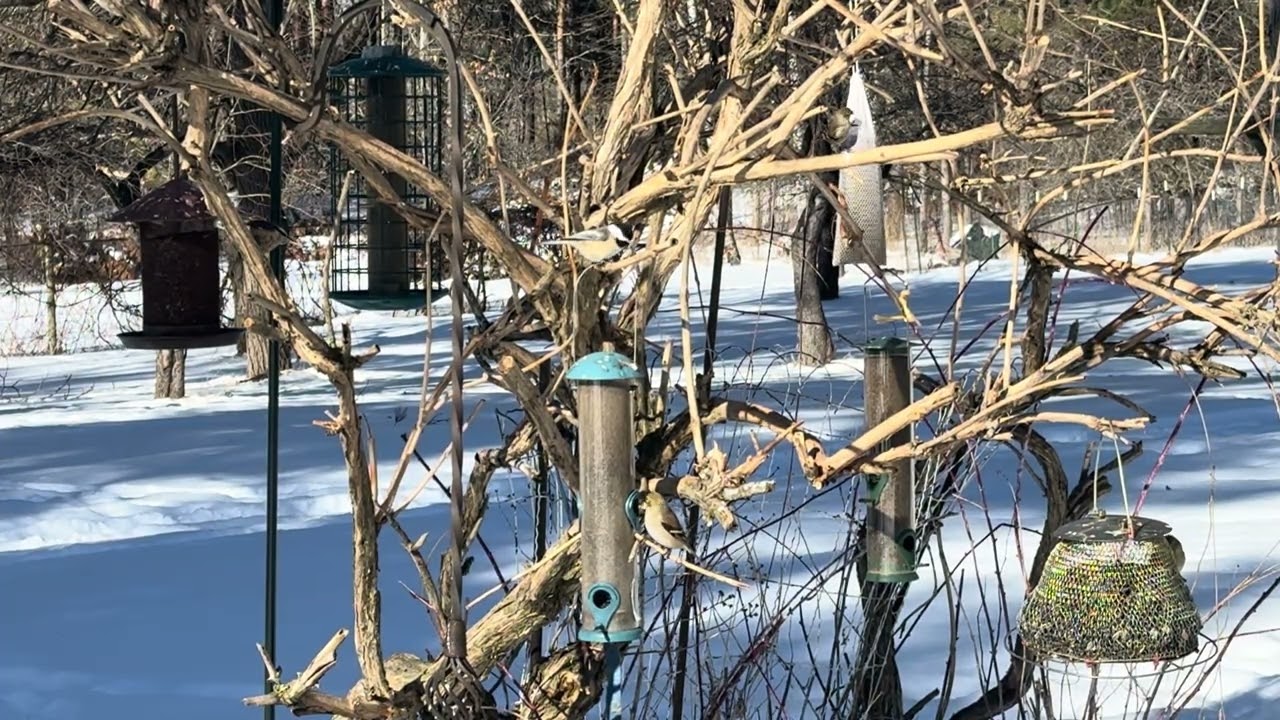 Birds 