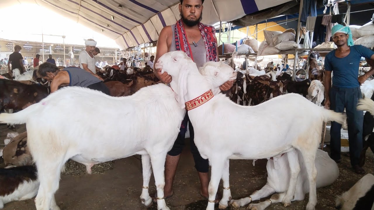 Sachin Bakra Mandi, Surat | 9 June, 2024.